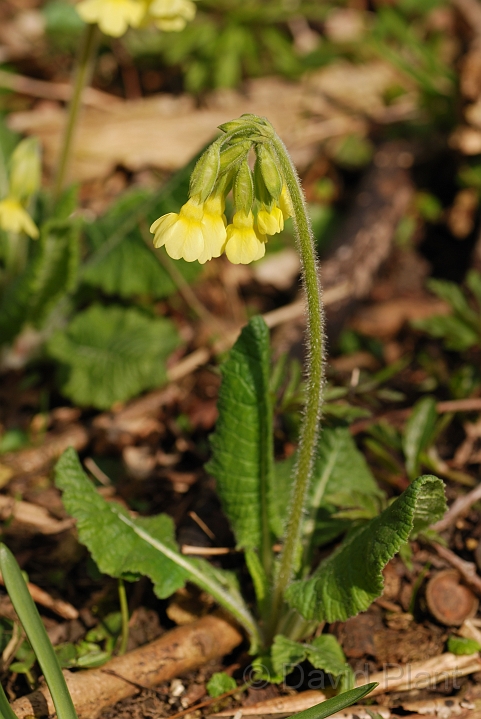 Oxlip plant - F.jpg - Oxlip plant in flower - Cambridgeshire